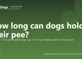 How long can dogs hold their pee? - PuppaDogs FAQ
