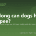 How long can dogs hold their pee? - PuppaDogs FAQ