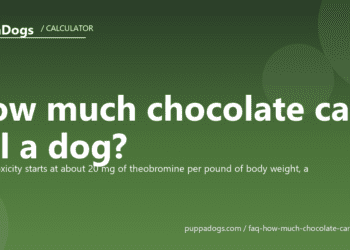 How much chocolate can kill a dog? - PuppaDogs FAQ