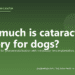 How much is cataract surgery for dogs? - PuppaDogs FAQ