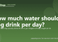How much water should a dog drink per day? - PuppaDogs FAQ