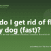How do I get rid of fleas on my dog (fast)? - PuppaDogs FAQ