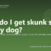 How do I get skunk smell off my dog? - PuppaDogs FAQ