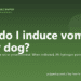 How do I induce vomiting in my dog? - PuppaDogs FAQ