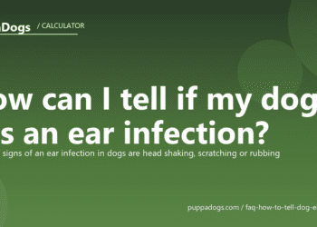 How can I tell if my dog has an ear infection? - PuppaDogs FAQ