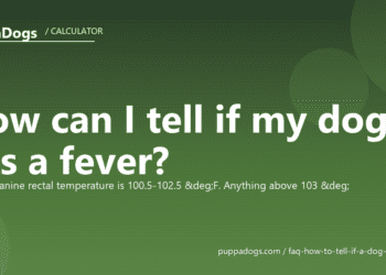 How can I tell if my dog has a fever? - PuppaDogs FAQ