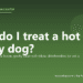 How do I treat a hot spot on my dog? - PuppaDogs FAQ