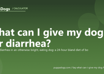 What can I give my dog for diarrhea? - PuppaDogs FAQ