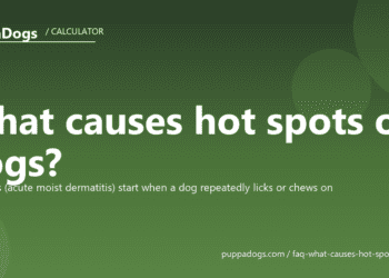 What causes hot spots on dogs? - PuppaDogs FAQ