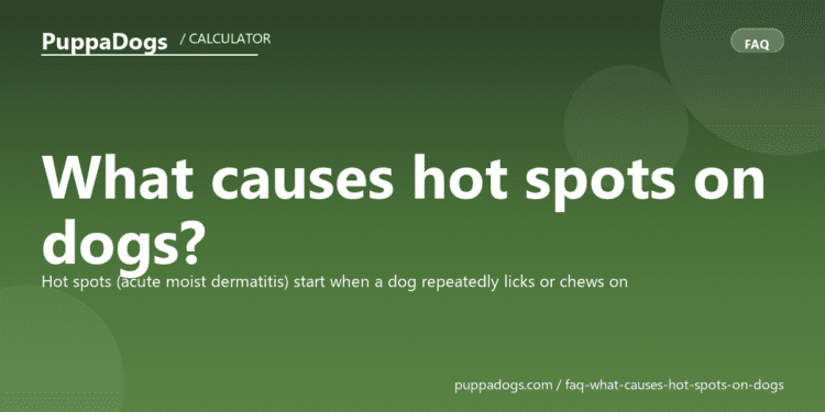 What causes hot spots on dogs? - PuppaDogs FAQ