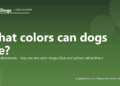 What colors can dogs see? - PuppaDogs FAQ