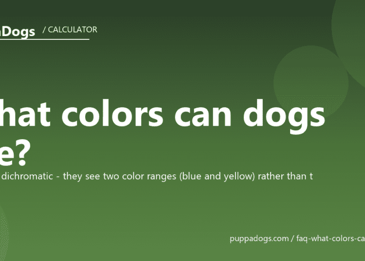 What colors can dogs see? - PuppaDogs FAQ