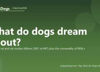What do dogs dream about? - PuppaDogs FAQ