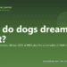 What do dogs dream about? - PuppaDogs FAQ