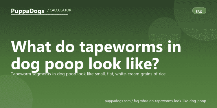 What do tapeworms in dog poop look like? - PuppaDogs FAQ