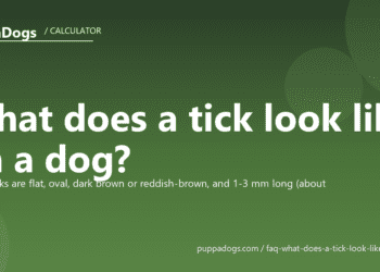 What does a tick look like on a dog? - PuppaDogs FAQ