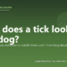 What does a tick look like on a dog? - PuppaDogs FAQ