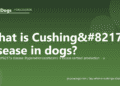 What is Cushing’s disease in dogs? - PuppaDogs FAQ