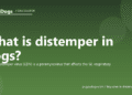 What is distemper in dogs? - PuppaDogs FAQ