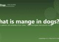 What is mange in dogs? - PuppaDogs FAQ