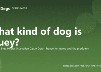 What kind of dog is Bluey? - PuppaDogs FAQ