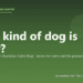 What kind of dog is Bluey? - PuppaDogs FAQ