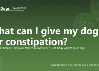 What can I give my dog for constipation? - PuppaDogs FAQ
