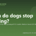 When do dogs stop growing? - PuppaDogs FAQ