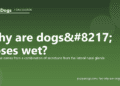 Why are dogs’ noses wet? - PuppaDogs FAQ
