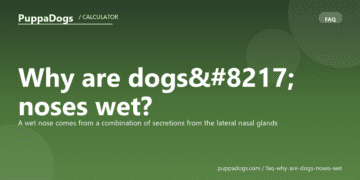 Why are dogs’ noses wet? - PuppaDogs FAQ