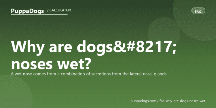 Why are dogs’ noses wet? - PuppaDogs FAQ