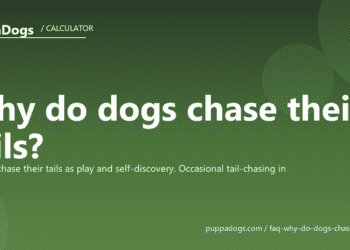 Why do dogs chase their tails? - PuppaDogs FAQ