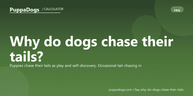 Why do dogs chase their tails? - PuppaDogs FAQ