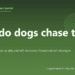 Why do dogs chase their tails? - PuppaDogs FAQ