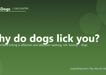Why do dogs lick you? - PuppaDogs FAQ