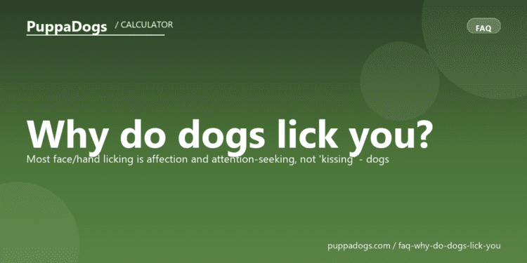 Why do dogs lick you? - PuppaDogs FAQ