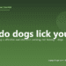 Why do dogs lick you? - PuppaDogs FAQ