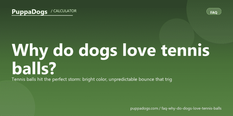 Why do dogs love tennis balls? - PuppaDogs FAQ