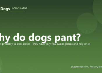 Why do dogs pant? - PuppaDogs FAQ