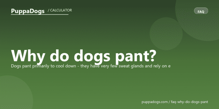Why do dogs pant? - PuppaDogs FAQ