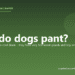Why do dogs pant? - PuppaDogs FAQ