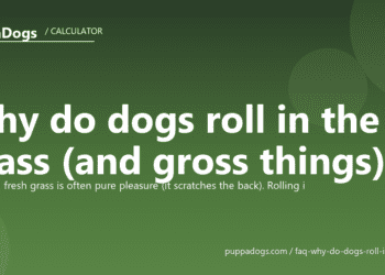 Why do dogs roll in the grass (and gross things)? - PuppaDogs FAQ