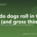 Why do dogs roll in the grass (and gross things)? - PuppaDogs FAQ