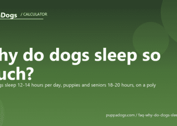 Why do dogs sleep so much? - PuppaDogs FAQ