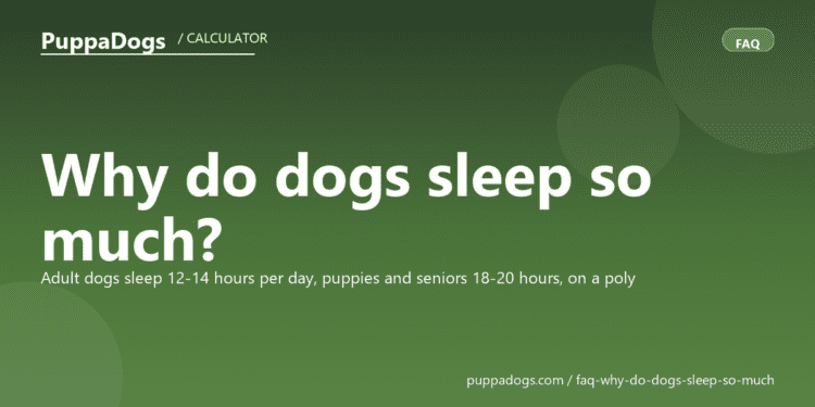 Why do dogs sleep so much? - PuppaDogs FAQ