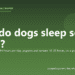 Why do dogs sleep so much? - PuppaDogs FAQ