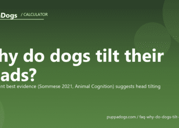 Why do dogs tilt their heads? - PuppaDogs FAQ