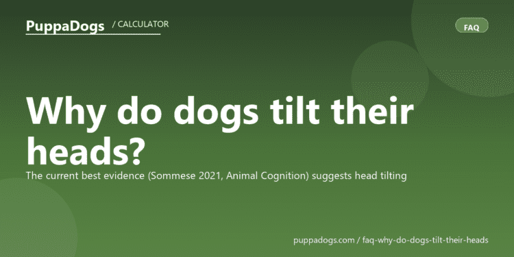 Why do dogs tilt their heads? - PuppaDogs FAQ