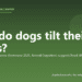 Why do dogs tilt their heads? - PuppaDogs FAQ