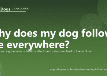 Why does my dog follow me everywhere? - PuppaDogs FAQ